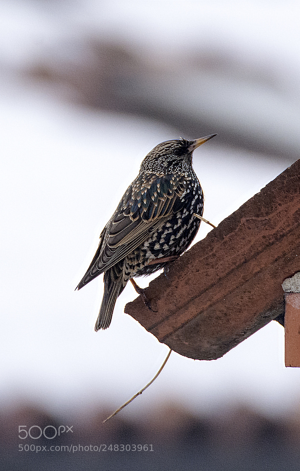 Nikon D7100 sample photo. The nest photography