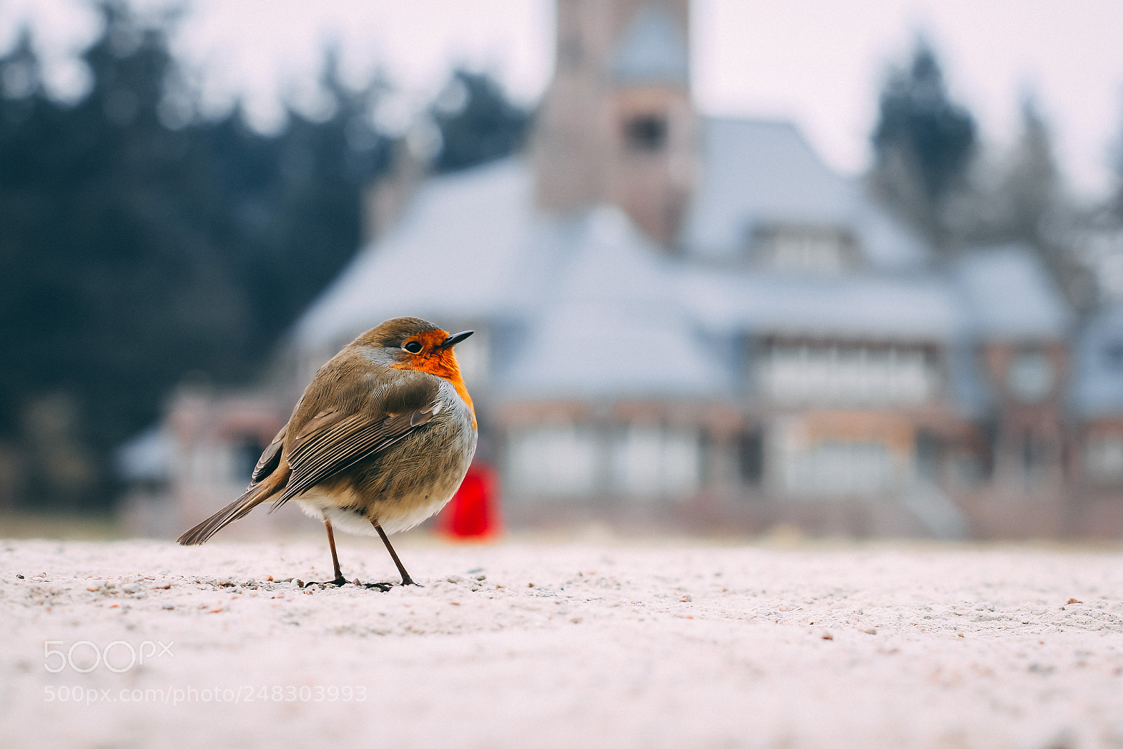 Canon EOS 60D sample photo. Robin redbreast photography