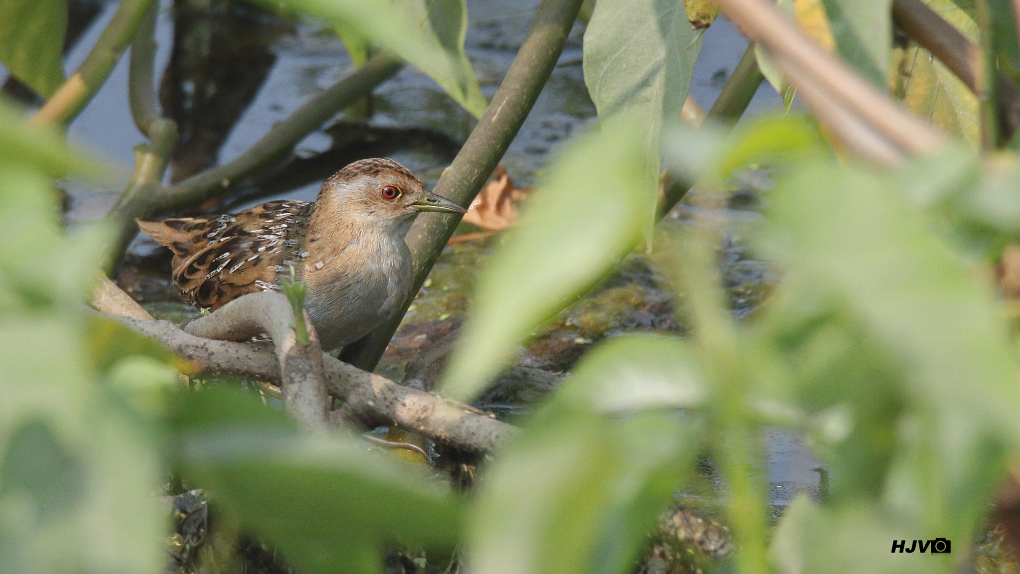 Canon EOS 80D sample photo. Baillon's crake photography