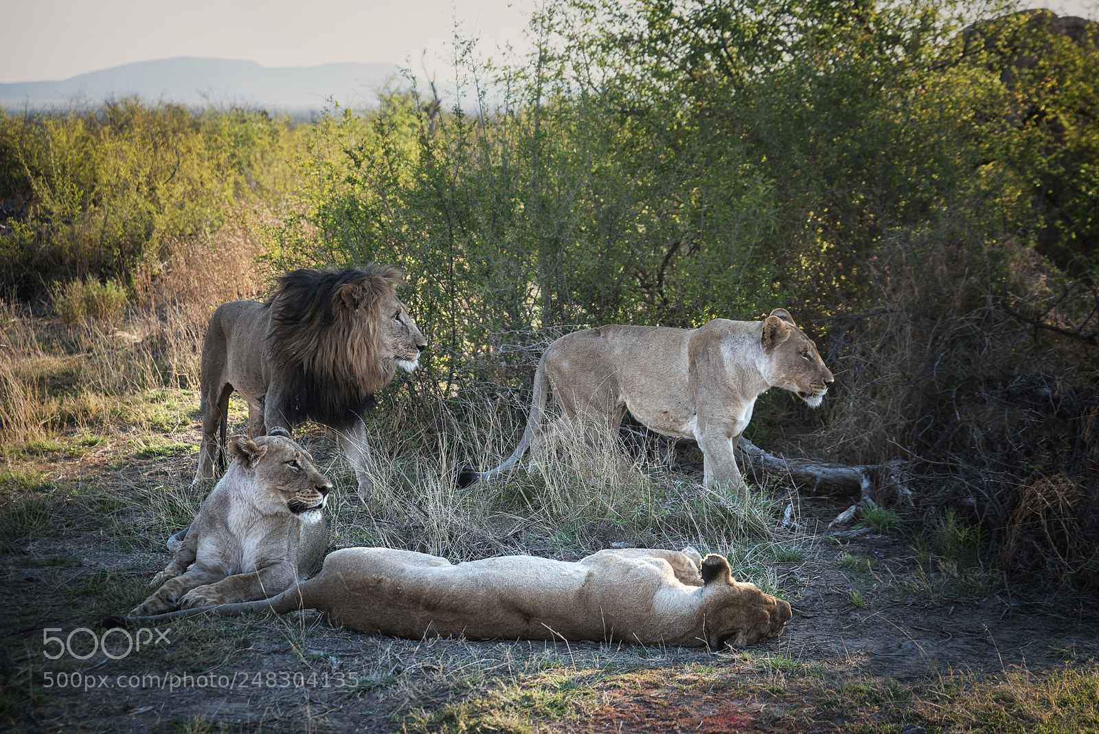 Nikon D800 sample photo. After the hunt photography