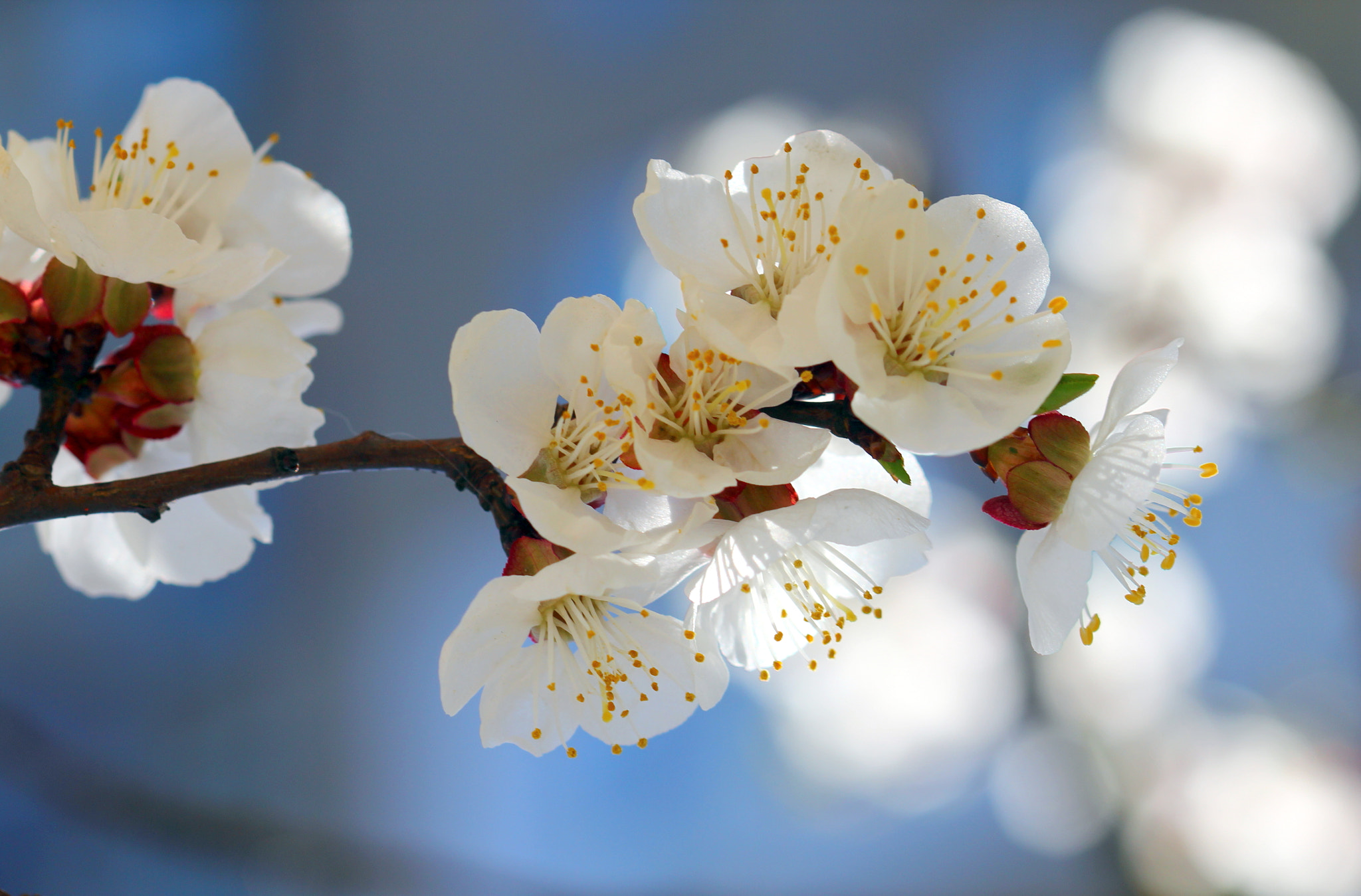 Canon EF 100mm F2.8 Macro USM sample photo. ****** photography