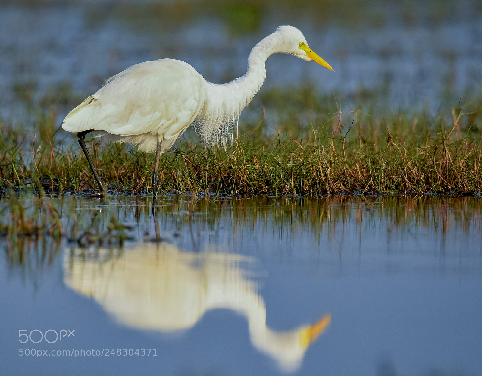 Nikon D500 sample photo. Egret photography
