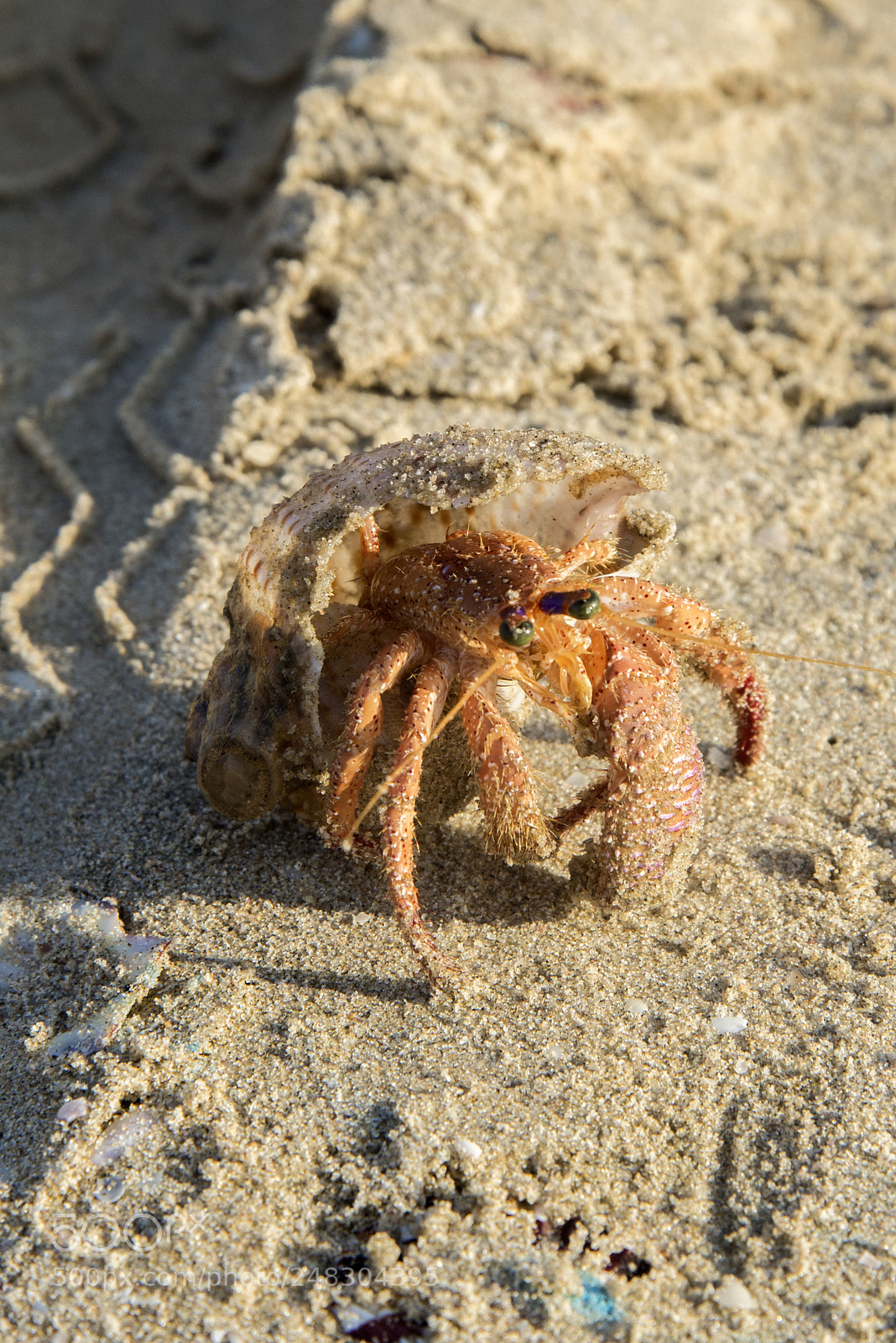 Nikon D600 sample photo. I'm a fighting hermit photography
