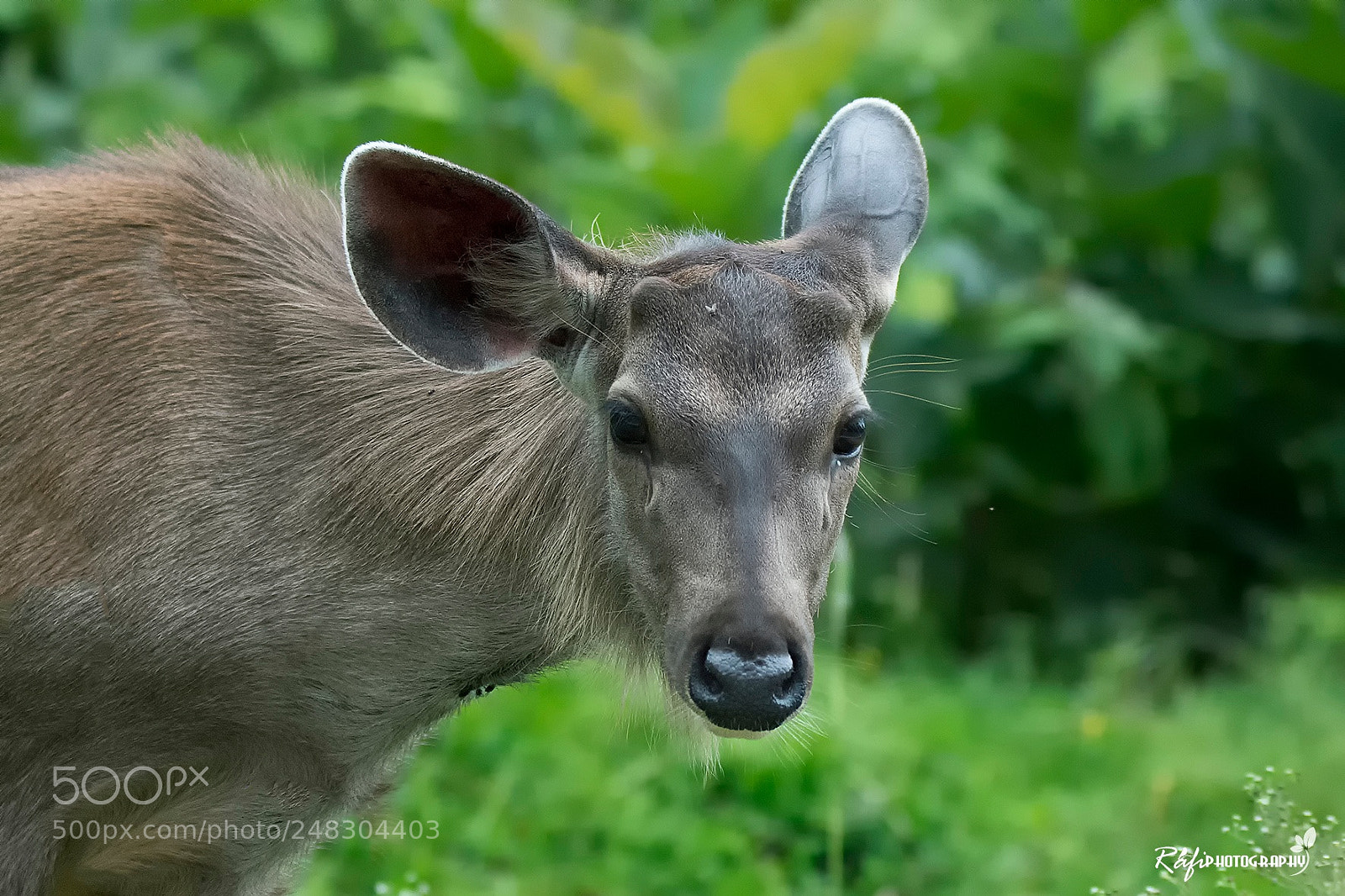 Nikon D7200 sample photo. Sambar deer photography