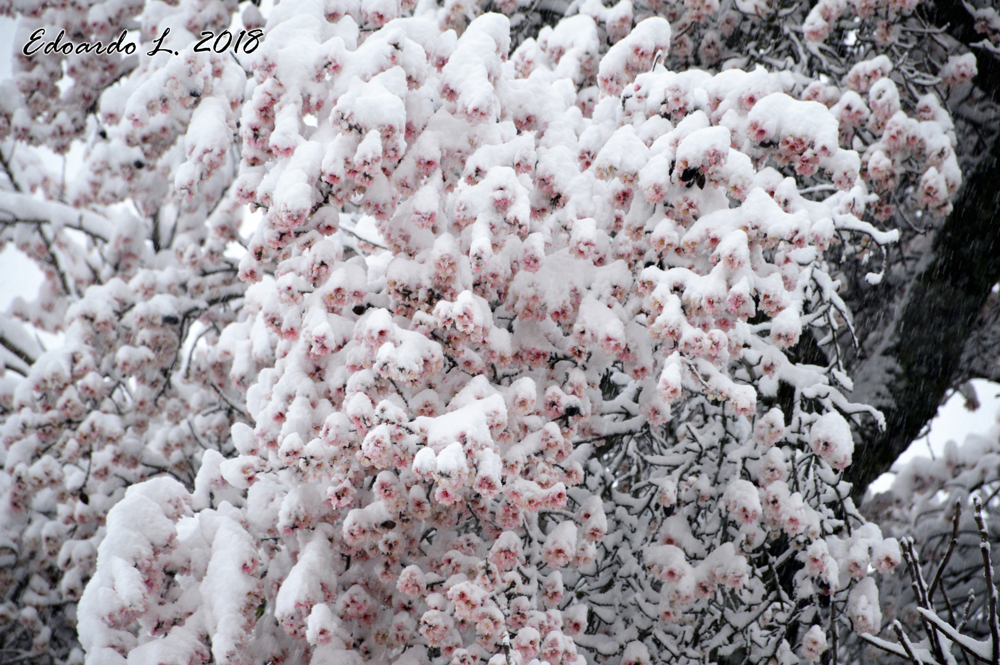 Nikon D3200 sample photo. Il pianto del mandorlo in fiore photography