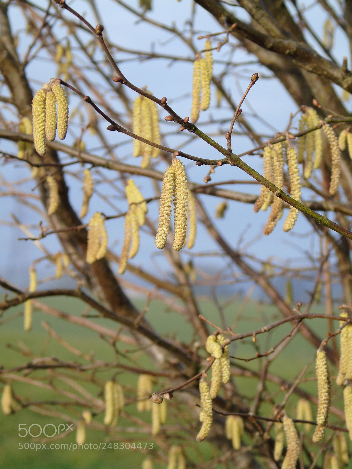 Sony Cyber-shot DSC-H400 sample photo. Yellow catkins, green field photography