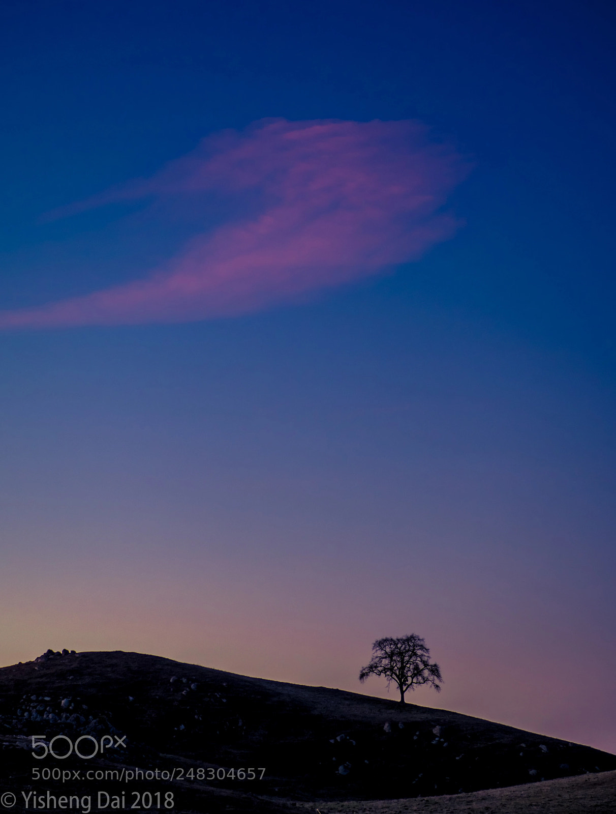 Olympus OM-D E-M1 sample photo. Lonely tree in dusk photography