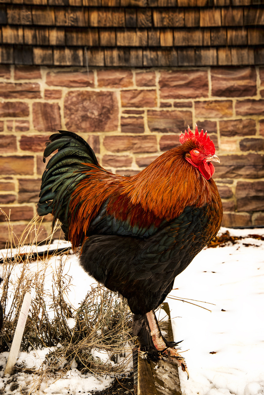 Nikon D800 sample photo. Chickan photography