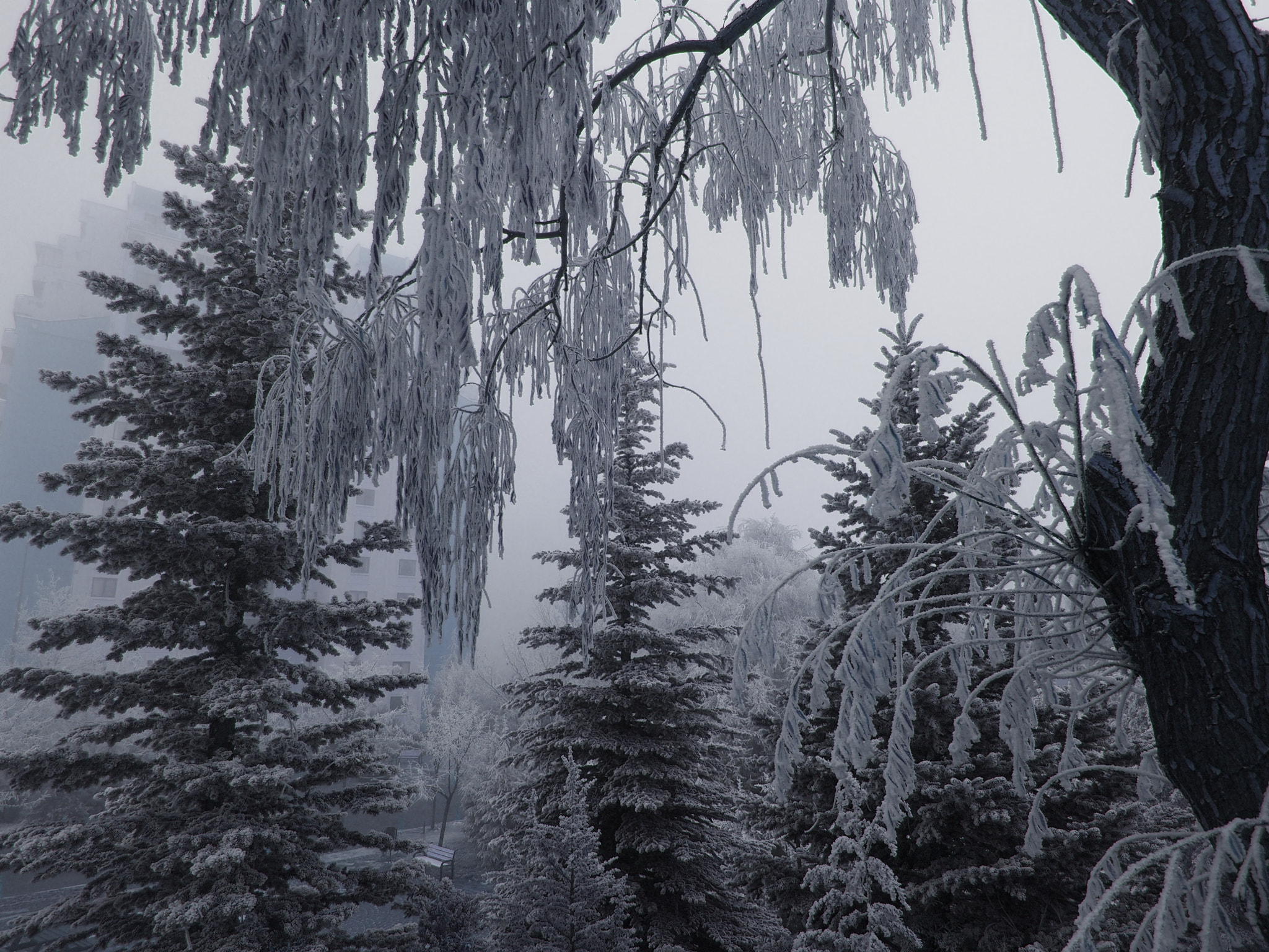 Olympus E-5 sample photo. Snowy day2 photography