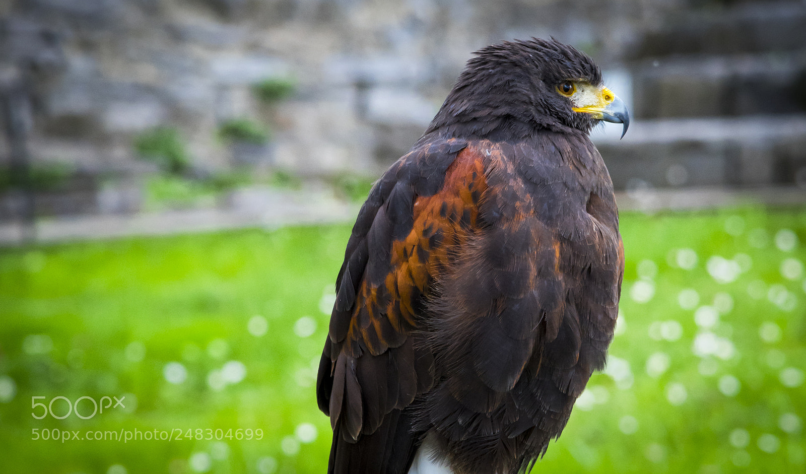 Nikon D810 sample photo. Falco photography