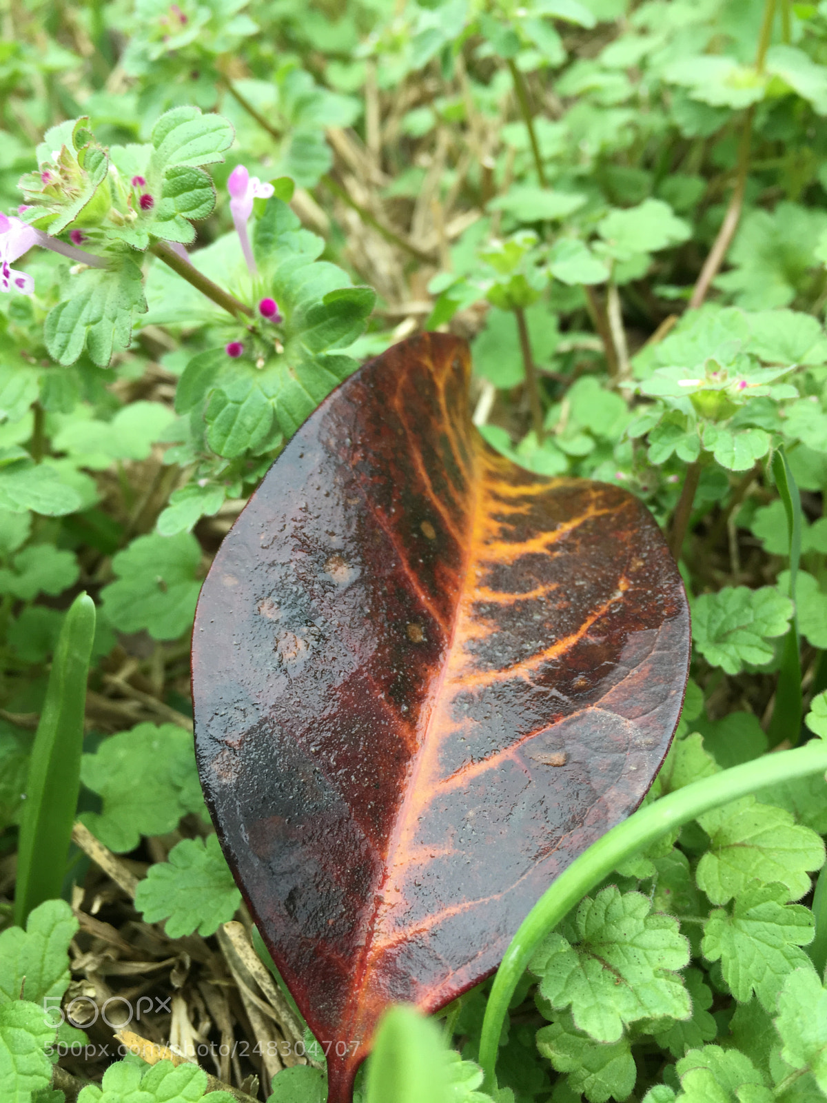 Apple iPhone SE sample photo. Just an ordinary leaf ? photography