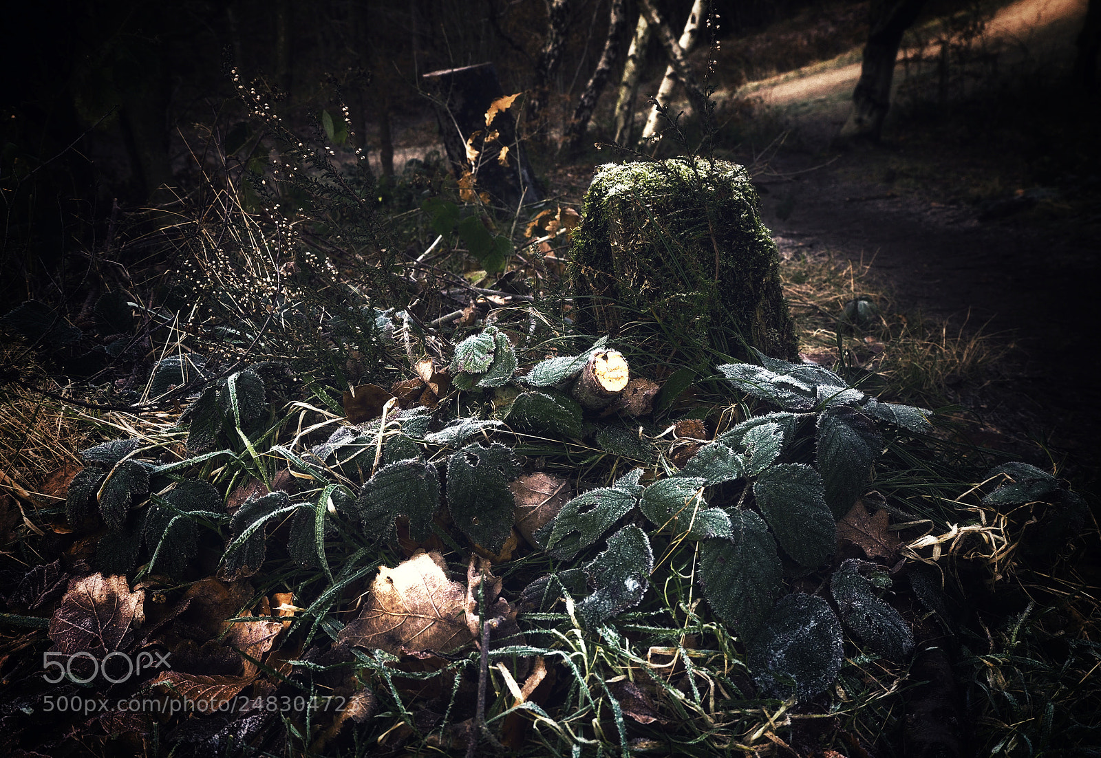 Olympus OM-D E-M10 II sample photo. Frosty leaves photography