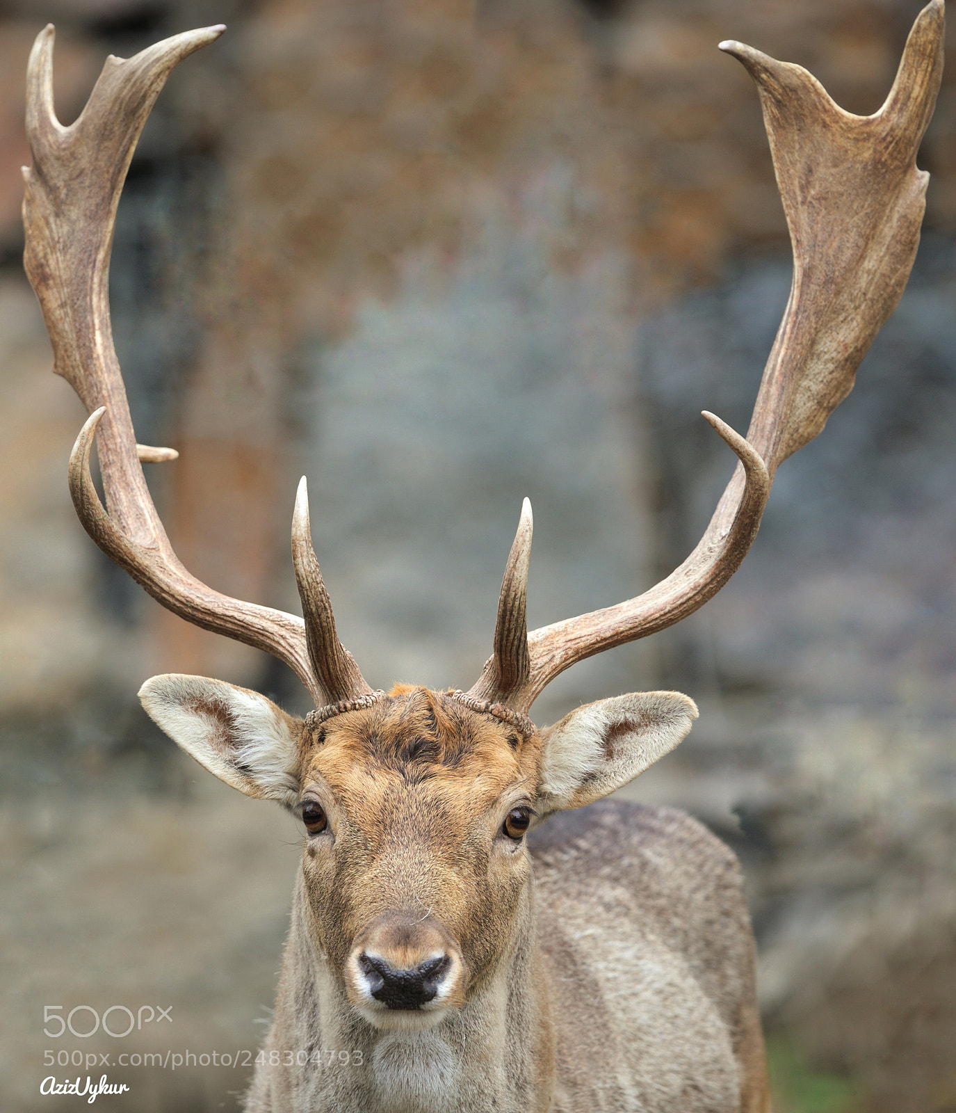 Canon EOS-1D X Mark II sample photo. Horn photography