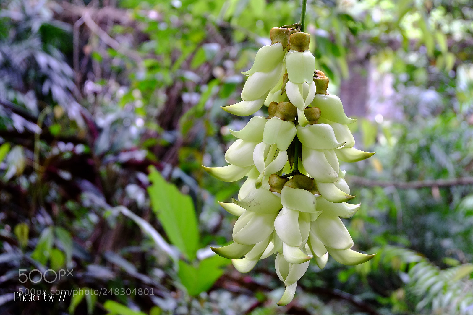 Fujifilm X-E1 sample photo. 白花油麻藤 photography