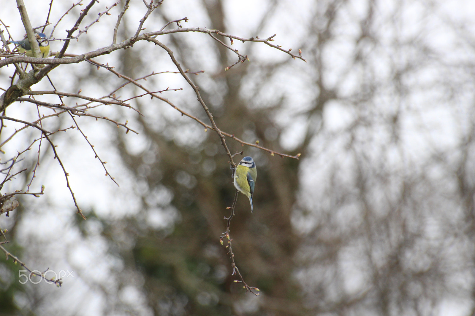 Canon EOS 100D (EOS Rebel SL1 / EOS Kiss X7) sample photo. Hanging in with the snow photography