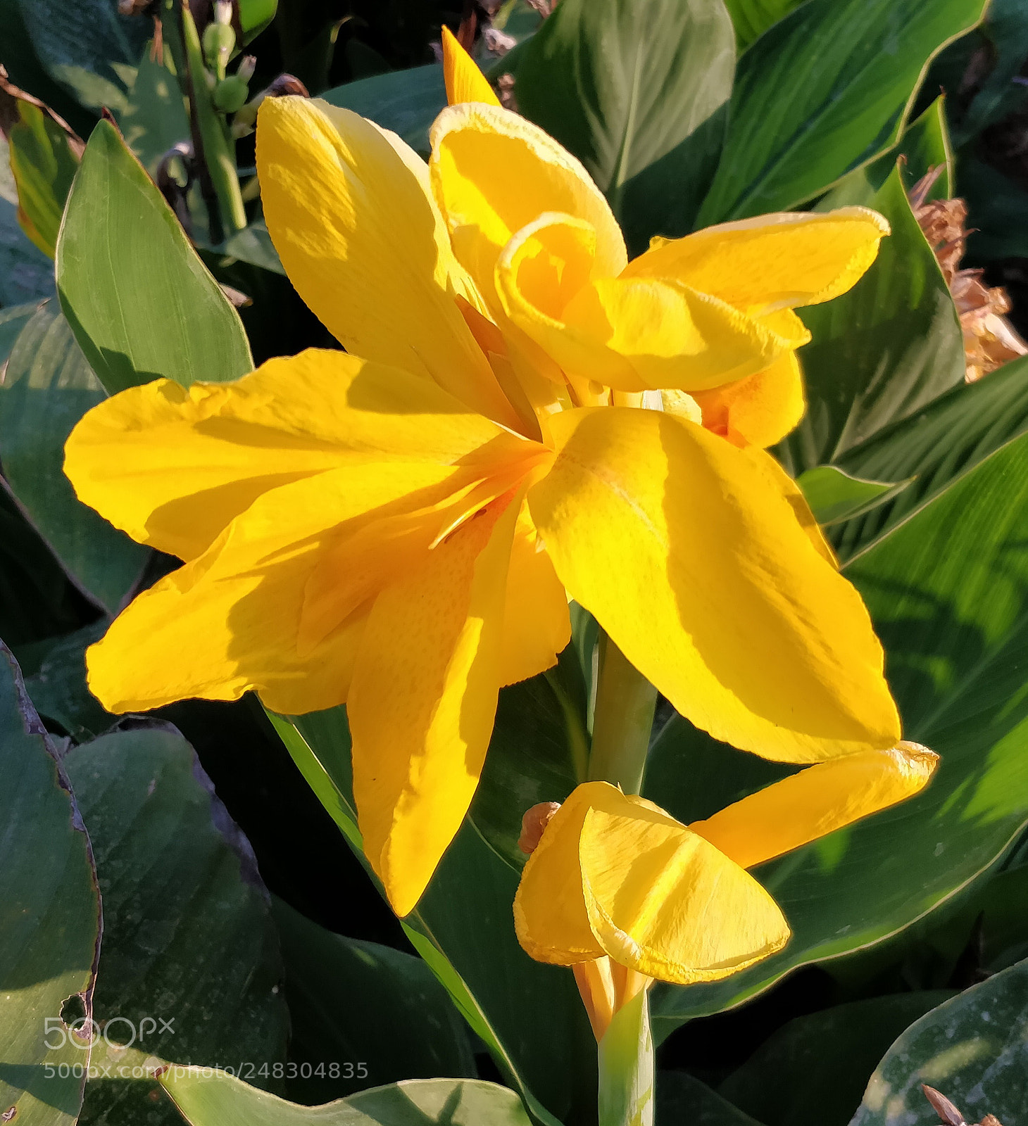 OnePlus 5 sample photo. Yellow bloom photography