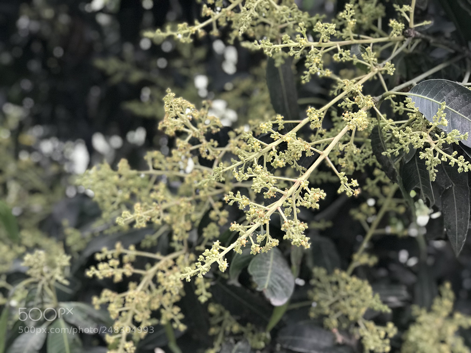 Apple iPhone 7 Plus sample photo. Untitled photography