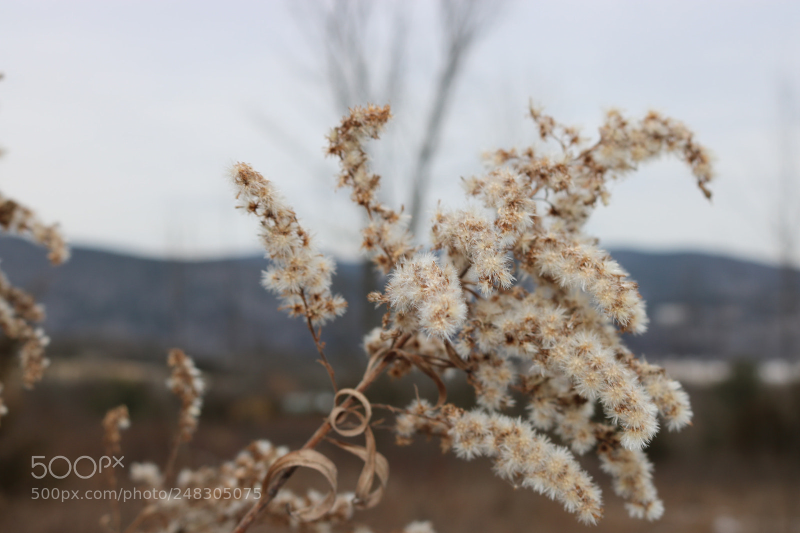 Canon EOS 750D (EOS Rebel T6i / EOS Kiss X8i) sample photo. Wild plant photography