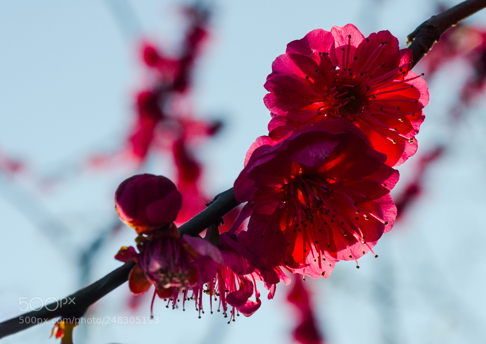 Nikon D7000 sample photo. Cherry blossom 01 photography
