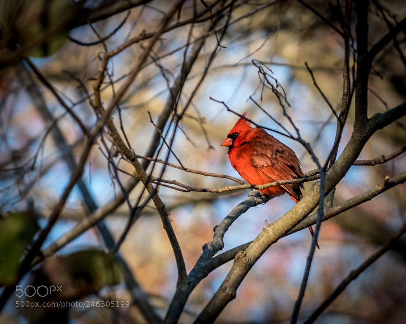 Sony a7R II sample photo. Male cardinal photography