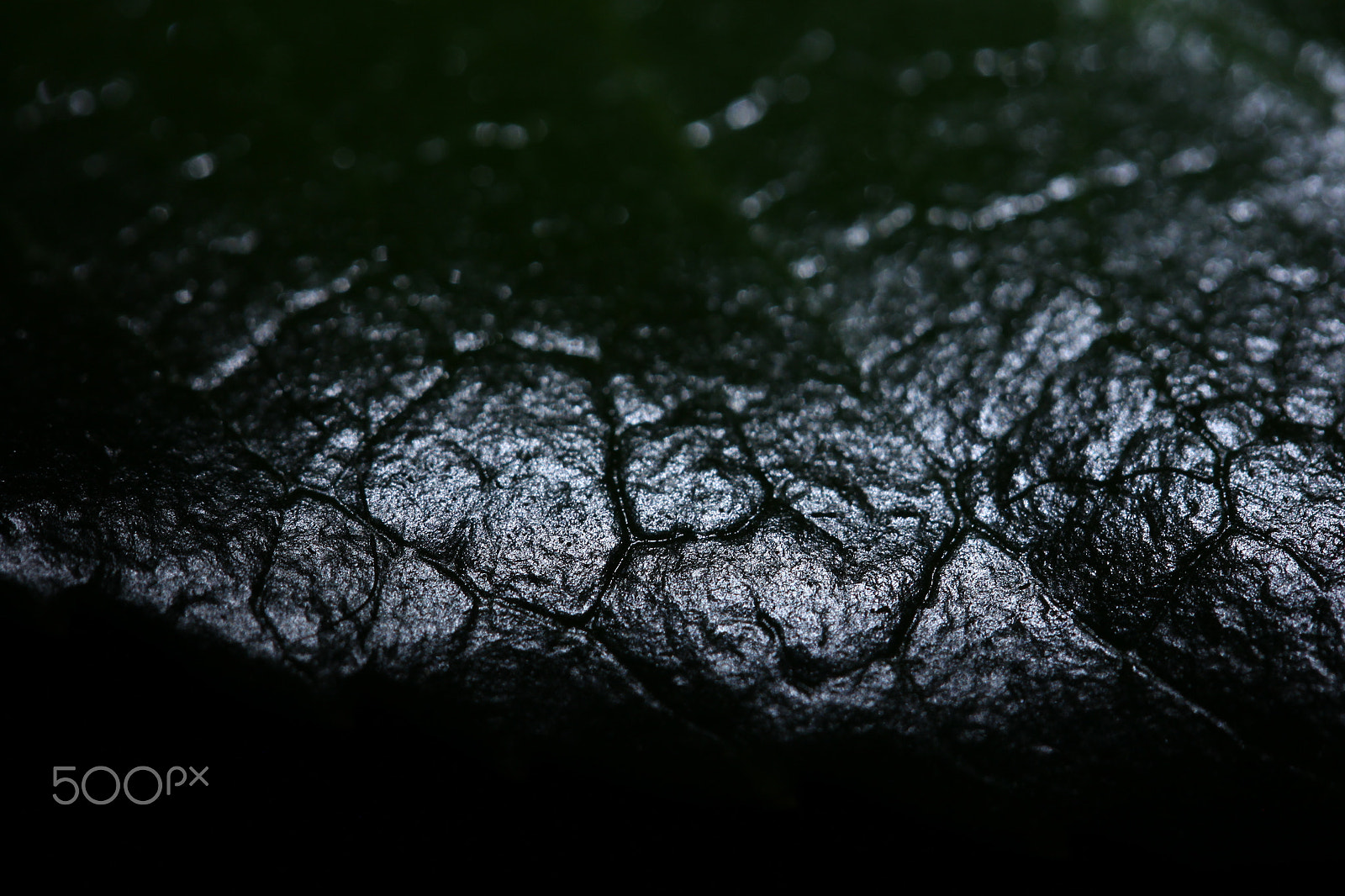 Canon EF-S 60mm F2.8 Macro USM sample photo. Liskolehti photography