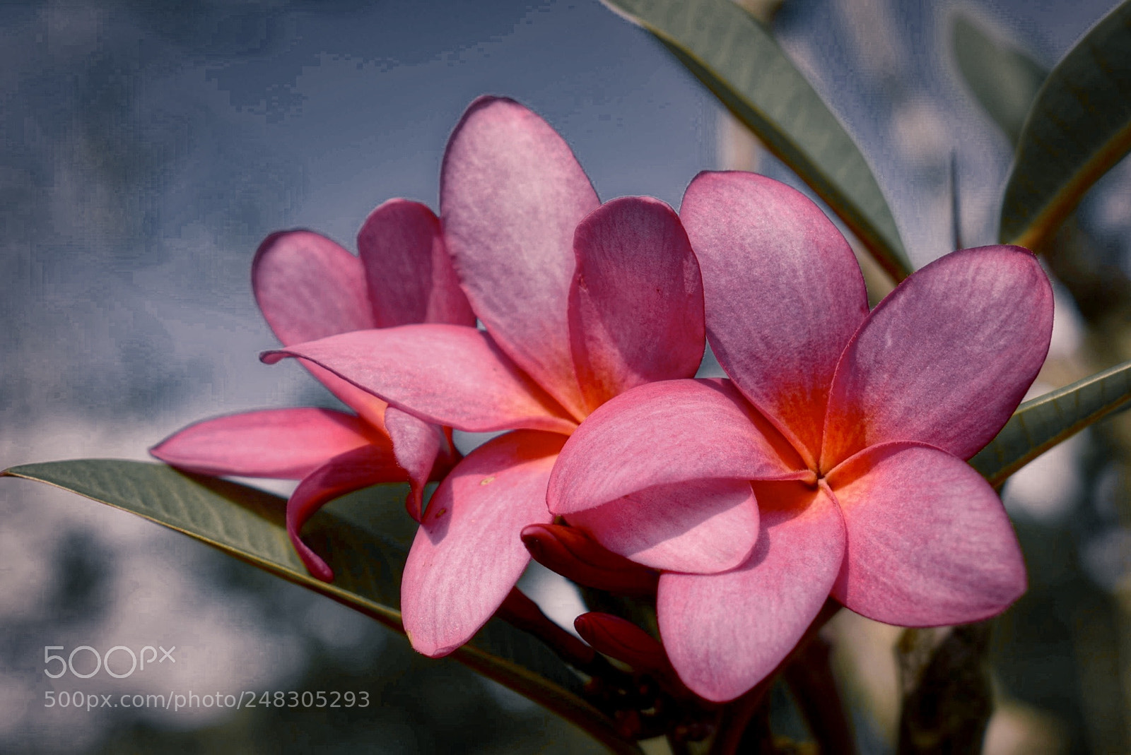 Nikon D5300 sample photo. Tropical pink photography