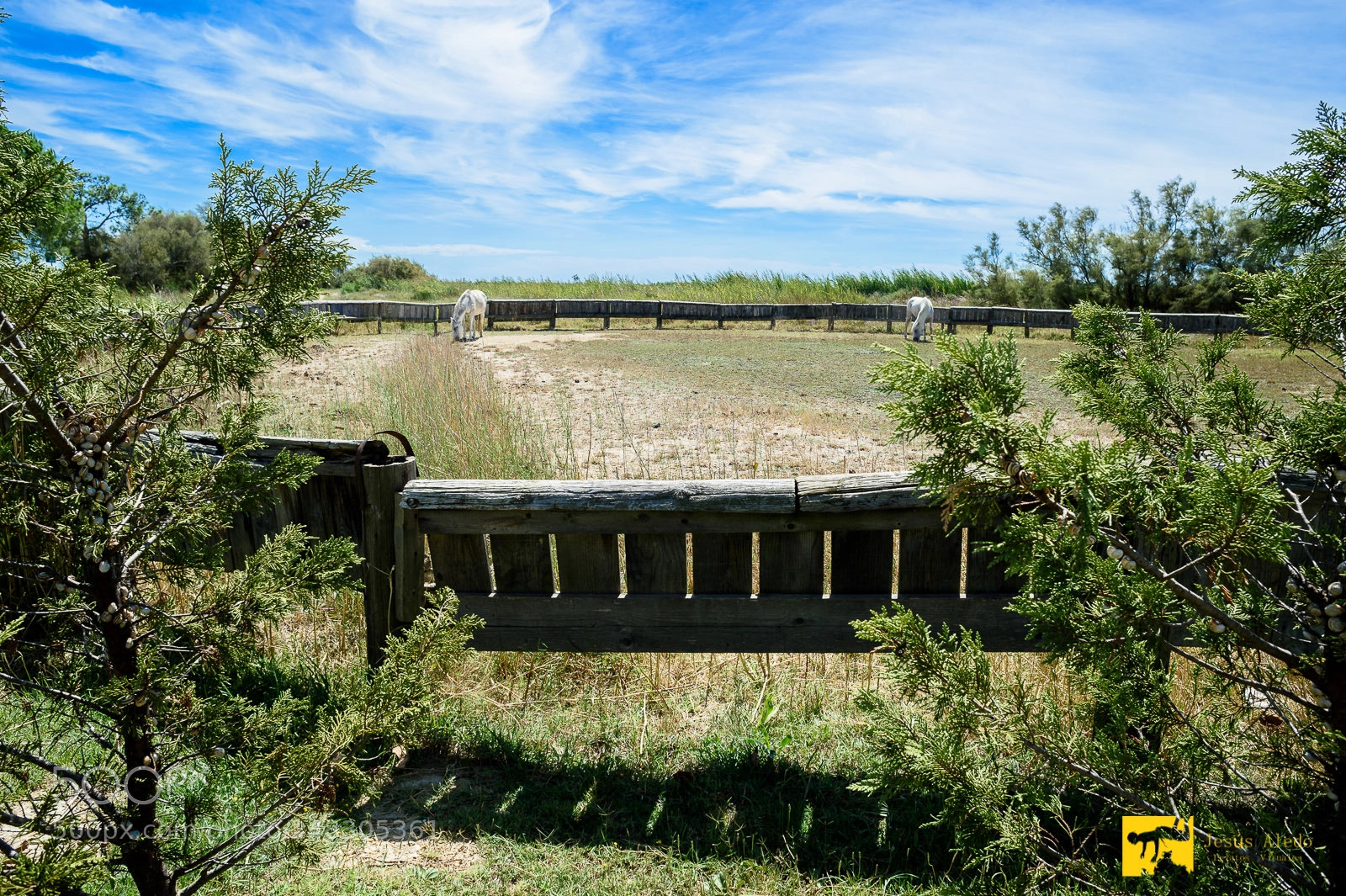 Nikon Df sample photo. "twin horses" photography