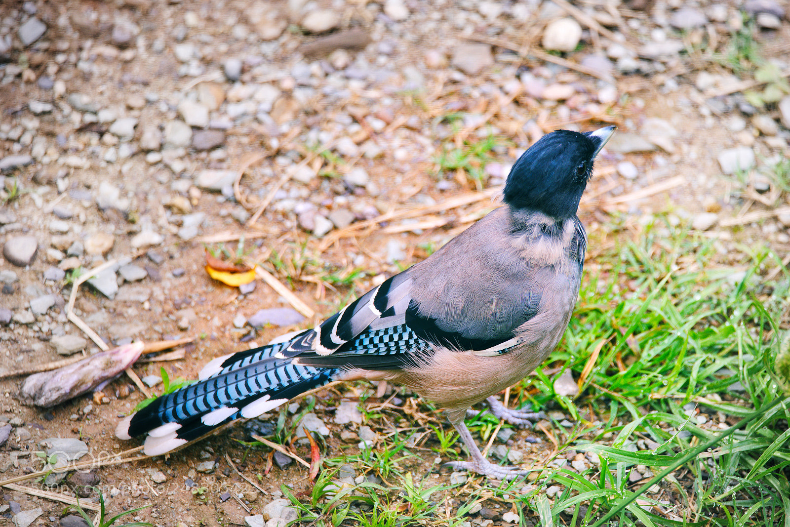 Nikon D610 sample photo. Black headed jay photography