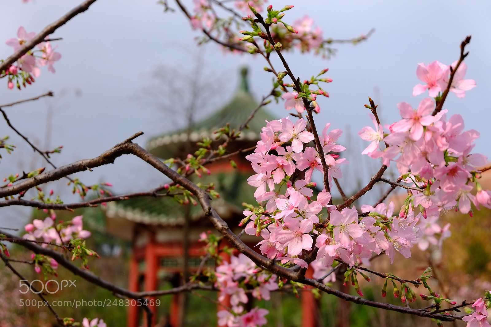 Fujifilm X-E1 sample photo. 樱 photography