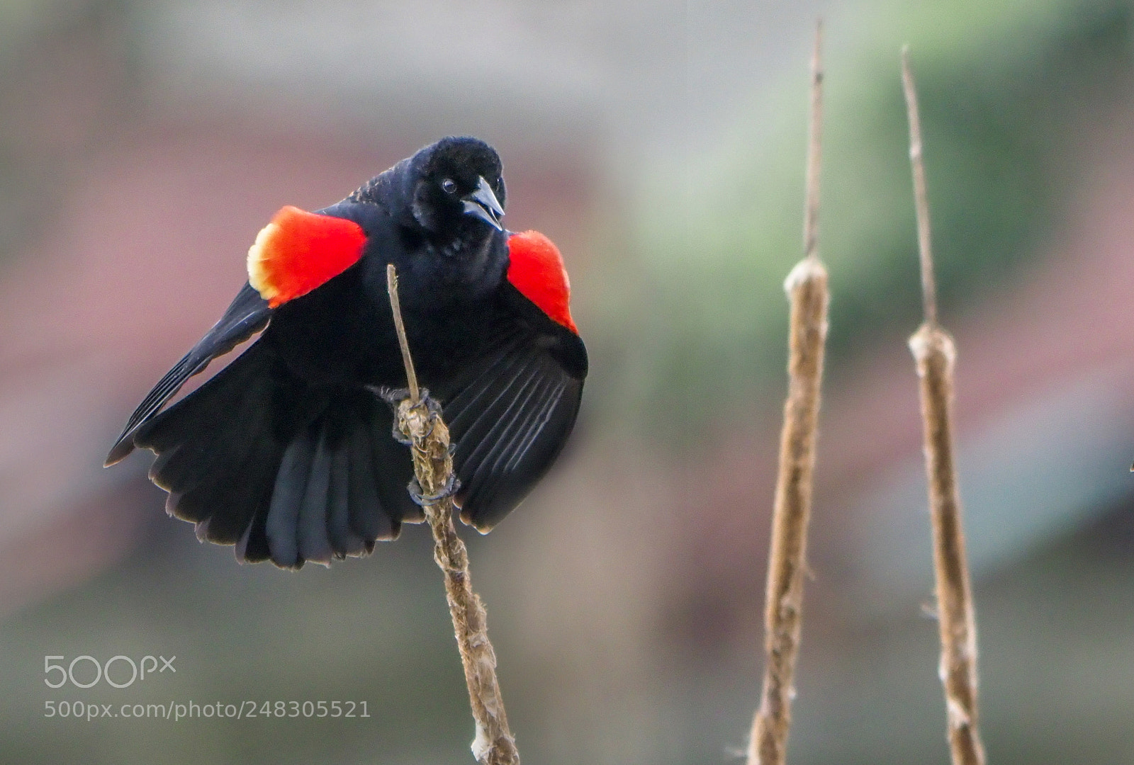 Olympus OM-D E-M1 Mark II sample photo. Red-winged blackbird photography