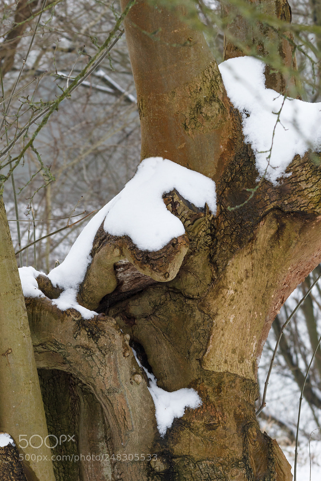 Canon EOS 1200D (EOS Rebel T5 / EOS Kiss X70 / EOS Hi) sample photo. Trees - patterns, snow photography