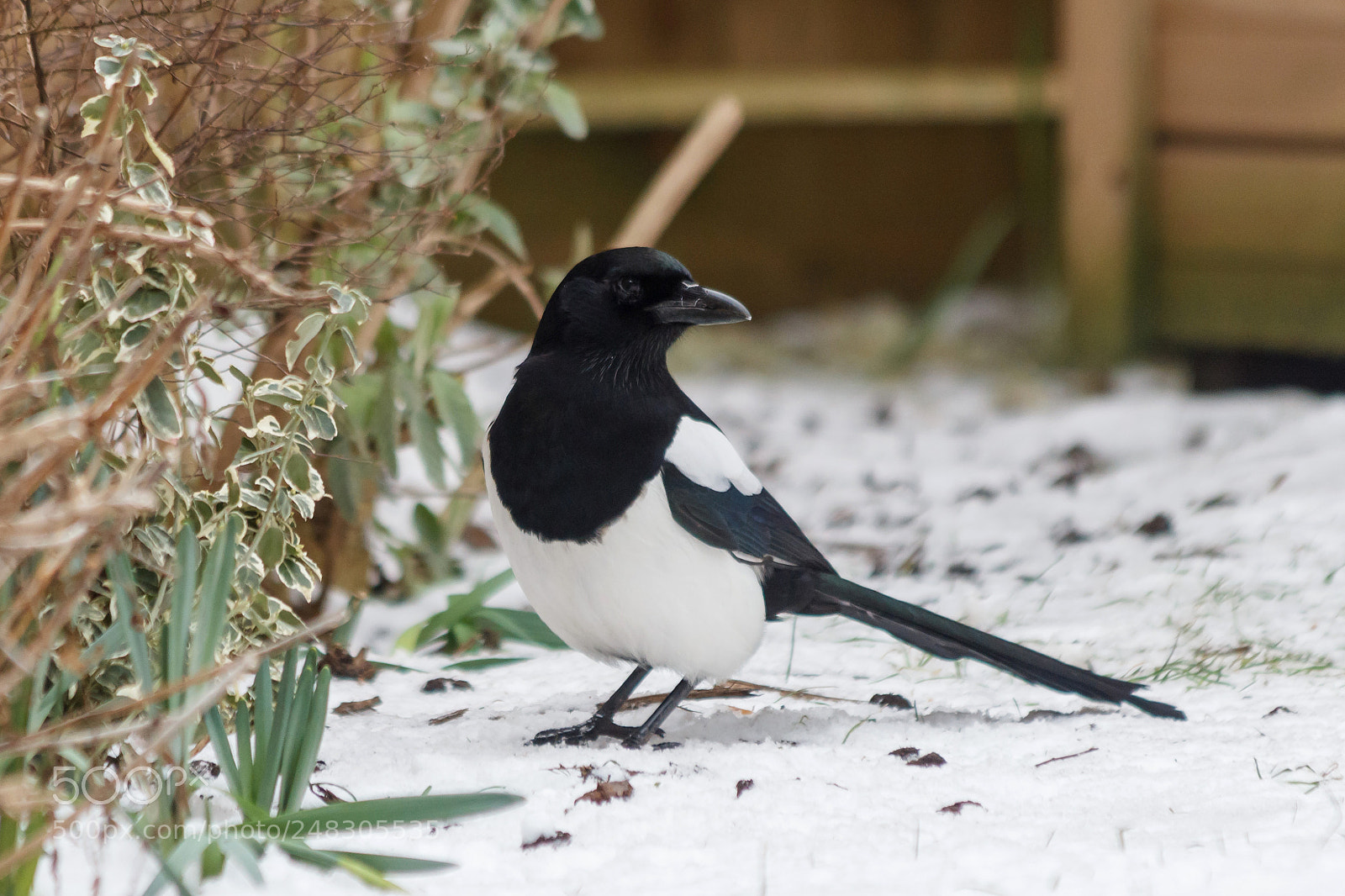 Canon EOS 1200D (EOS Rebel T5 / EOS Kiss X70 / EOS Hi) sample photo. Magpie photography