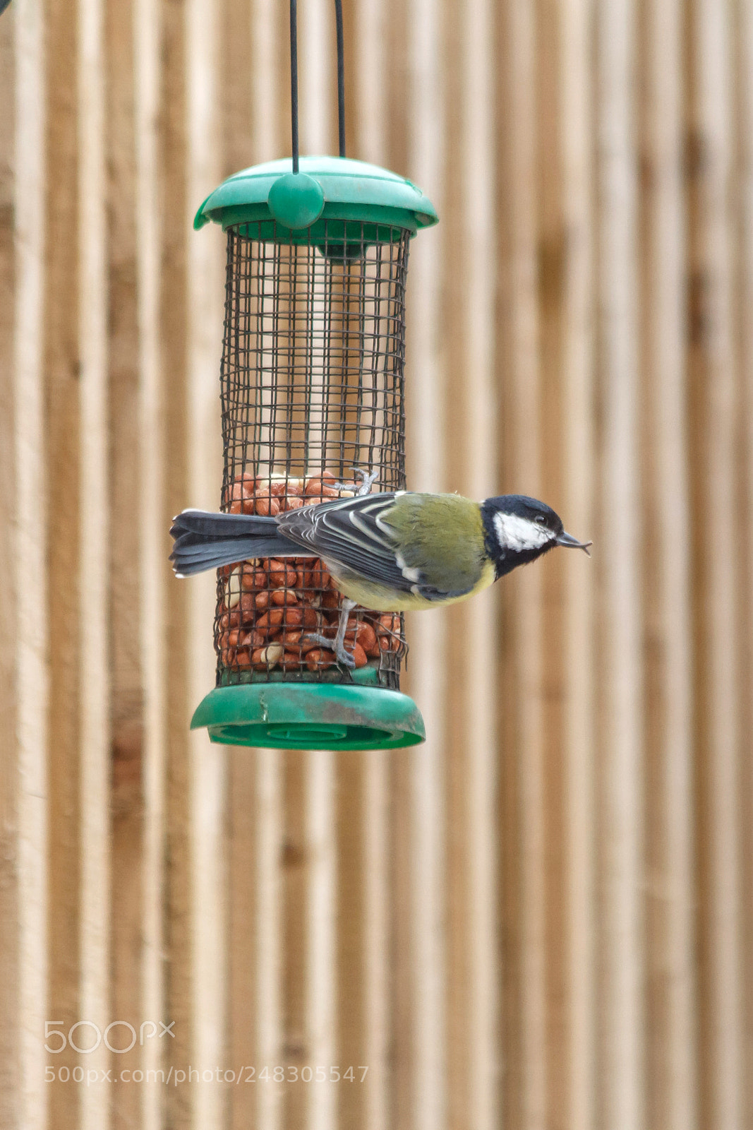 Canon EOS 1200D (EOS Rebel T5 / EOS Kiss X70 / EOS Hi) sample photo. Blue tit on a photography