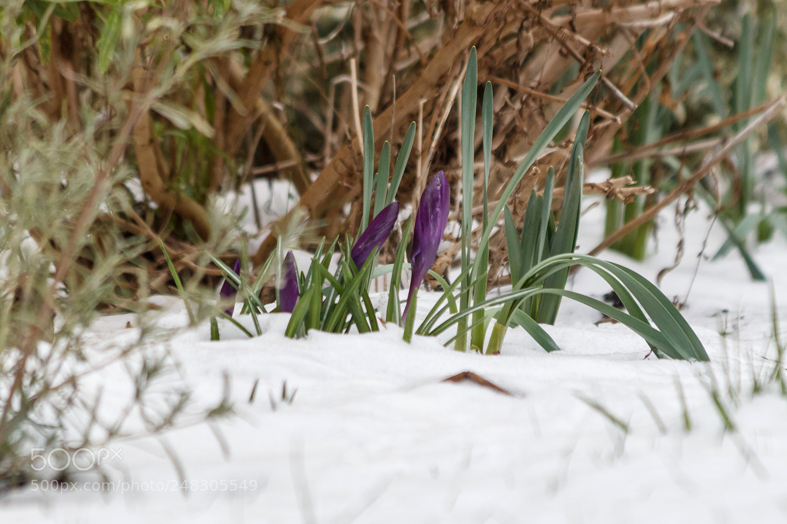 Canon EOS 1200D (EOS Rebel T5 / EOS Kiss X70 / EOS Hi) sample photo. Snowdrops photography