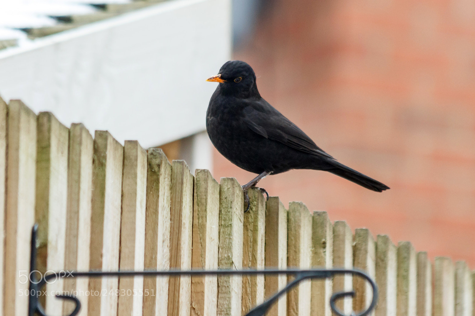 Canon EOS 1200D (EOS Rebel T5 / EOS Kiss X70 / EOS Hi) sample photo. Blackbird photography