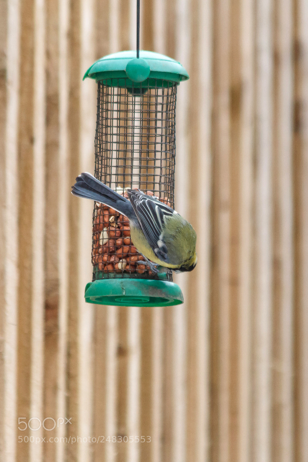 Canon EOS 1200D (EOS Rebel T5 / EOS Kiss X70 / EOS Hi) sample photo. Blue tit on a photography