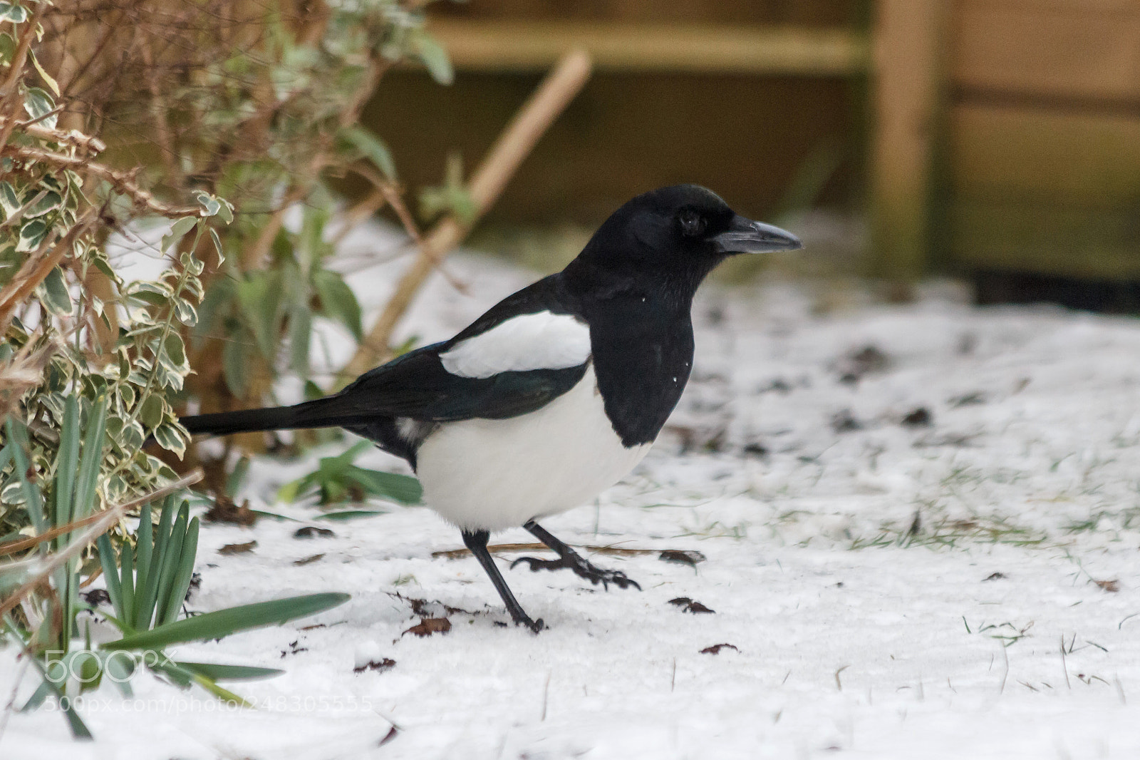 Canon EOS 1200D (EOS Rebel T5 / EOS Kiss X70 / EOS Hi) sample photo. Magpie photography