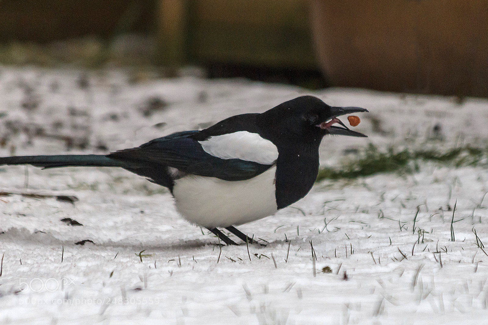 Canon EOS 1200D (EOS Rebel T5 / EOS Kiss X70 / EOS Hi) sample photo. Magpie photography
