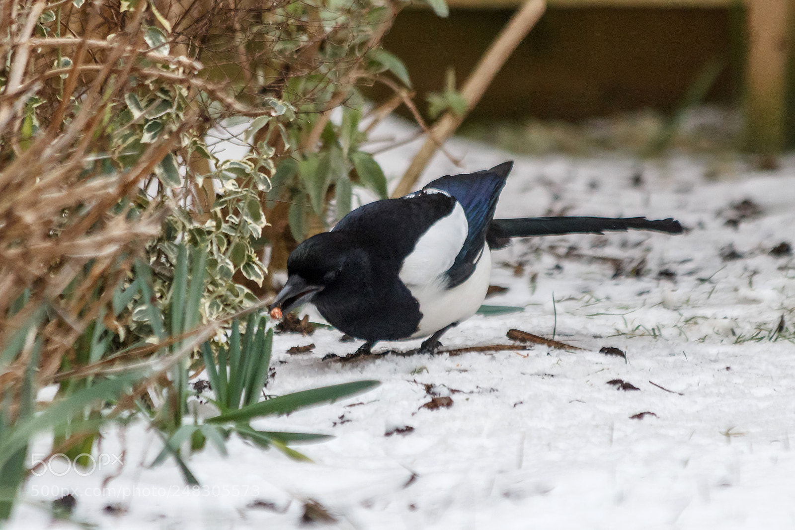 Canon EOS 1200D (EOS Rebel T5 / EOS Kiss X70 / EOS Hi) sample photo. Magpie photography