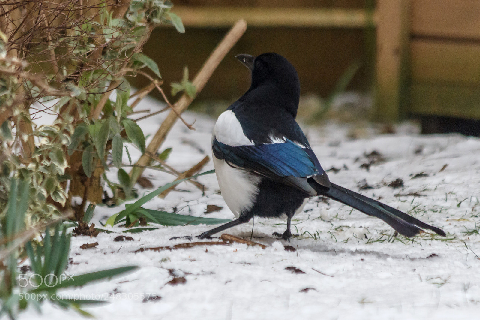 Canon EOS 1200D (EOS Rebel T5 / EOS Kiss X70 / EOS Hi) sample photo. Magpie photography