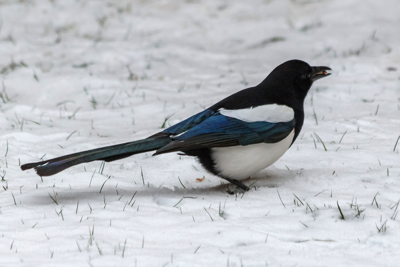 Canon EOS 1200D (EOS Rebel T5 / EOS Kiss X70 / EOS Hi) sample photo. Magpie photography