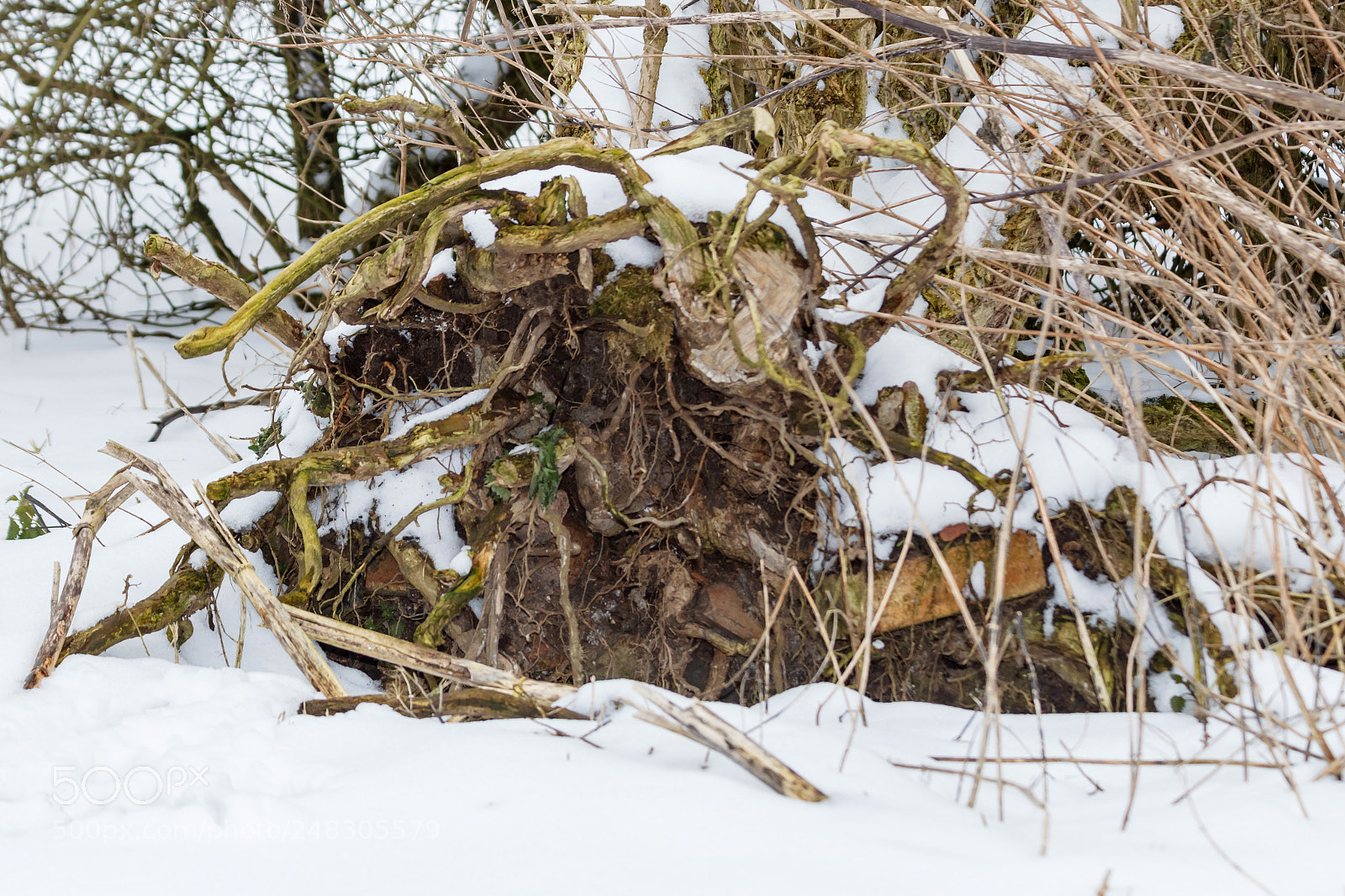 Canon EOS 1200D (EOS Rebel T5 / EOS Kiss X70 / EOS Hi) sample photo. Trees - patterns, snow photography