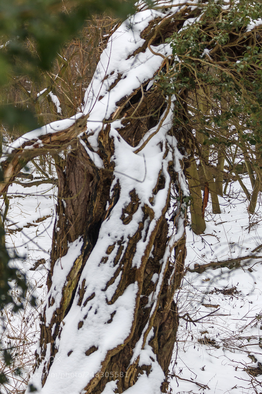 Canon EOS 1200D (EOS Rebel T5 / EOS Kiss X70 / EOS Hi) sample photo. Trees - patterns, snow photography