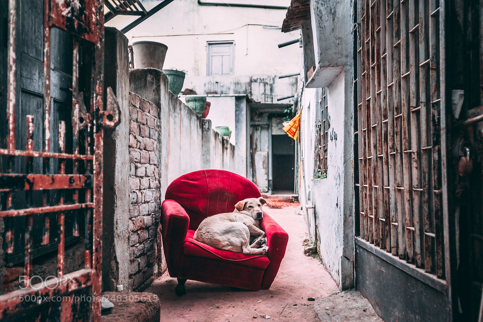 Sony a7S sample photo. Dog of thrones photography