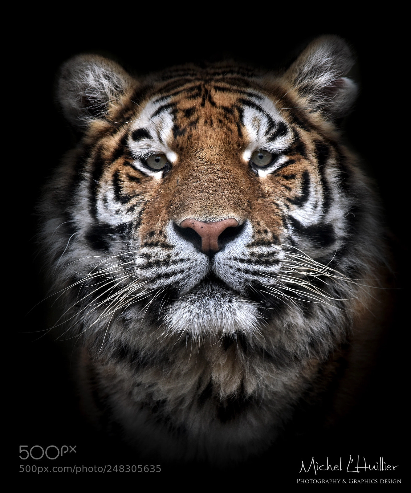 Nikon D810 sample photo. Tiger photography