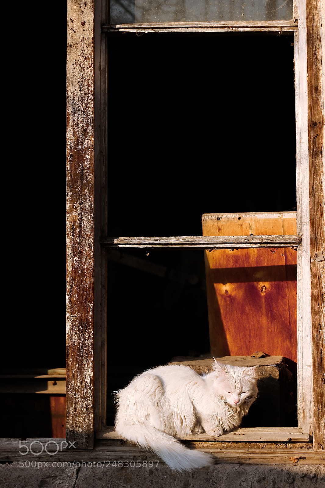 Canon EOS 600D (Rebel EOS T3i / EOS Kiss X5) sample photo. Cat at window photography