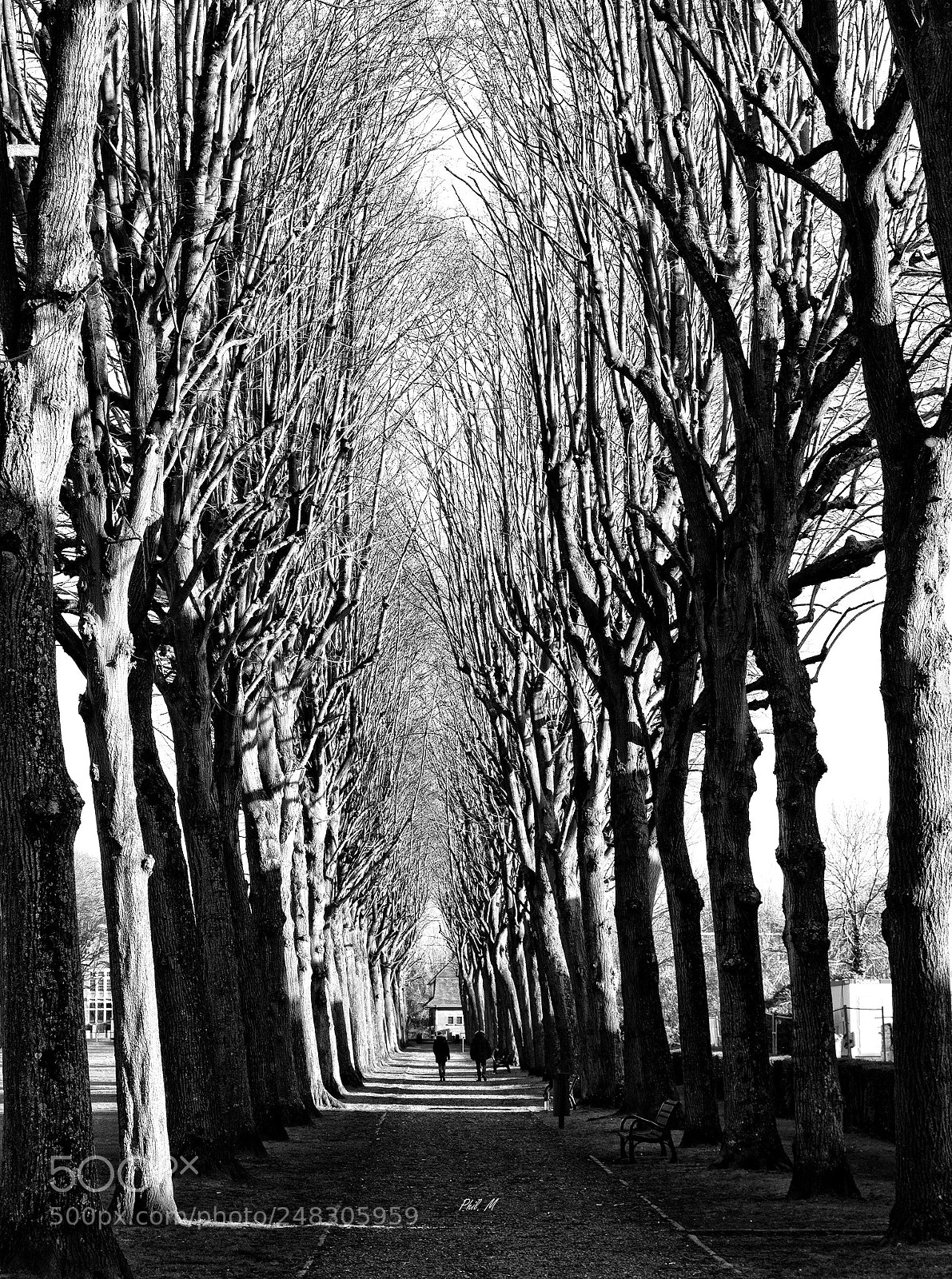 Canon EOS 1200D (EOS Rebel T5 / EOS Kiss X70 / EOS Hi) sample photo. L'allée arborée. photography