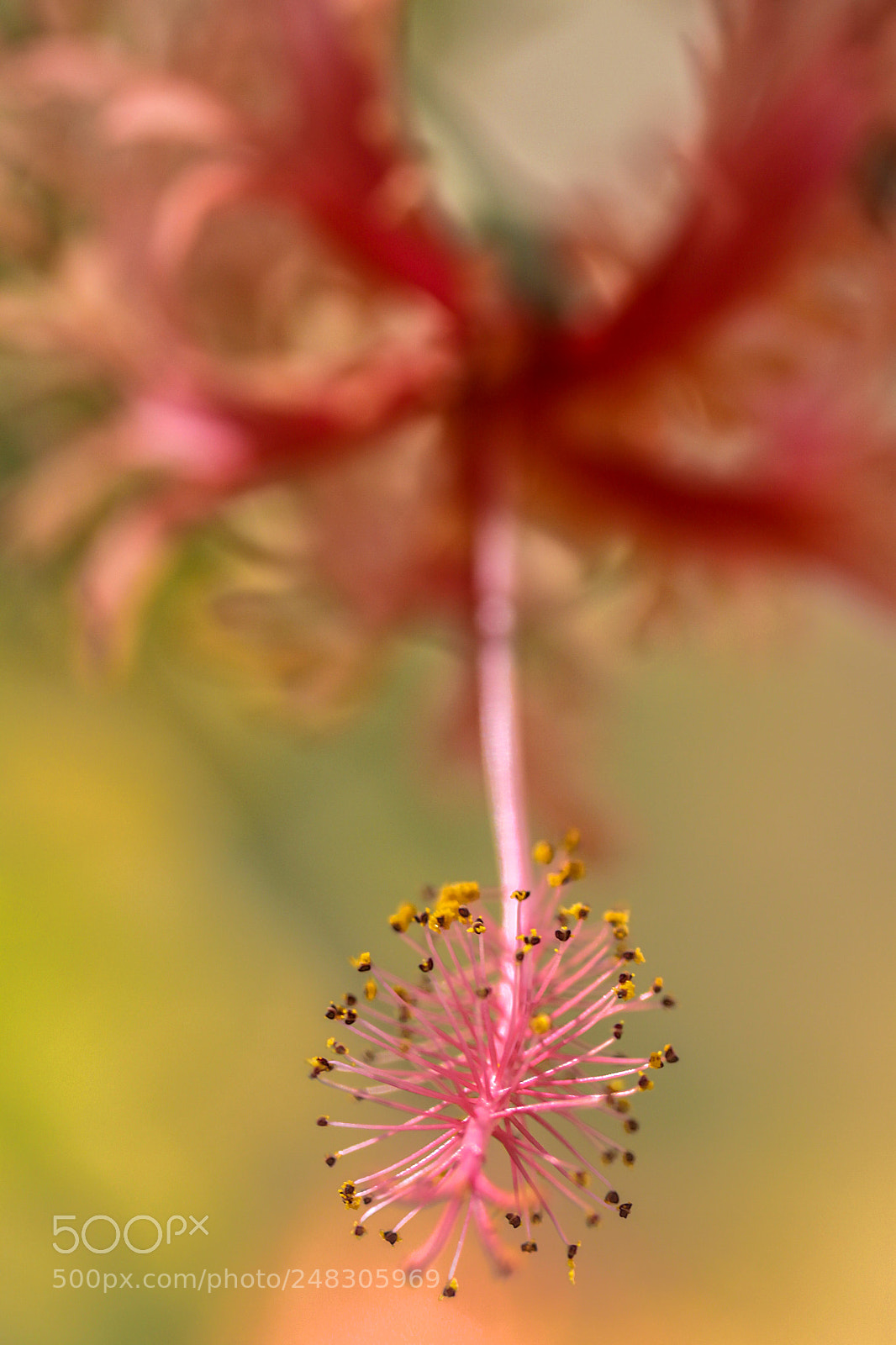 Canon EOS 50D sample photo. The detail of a photography