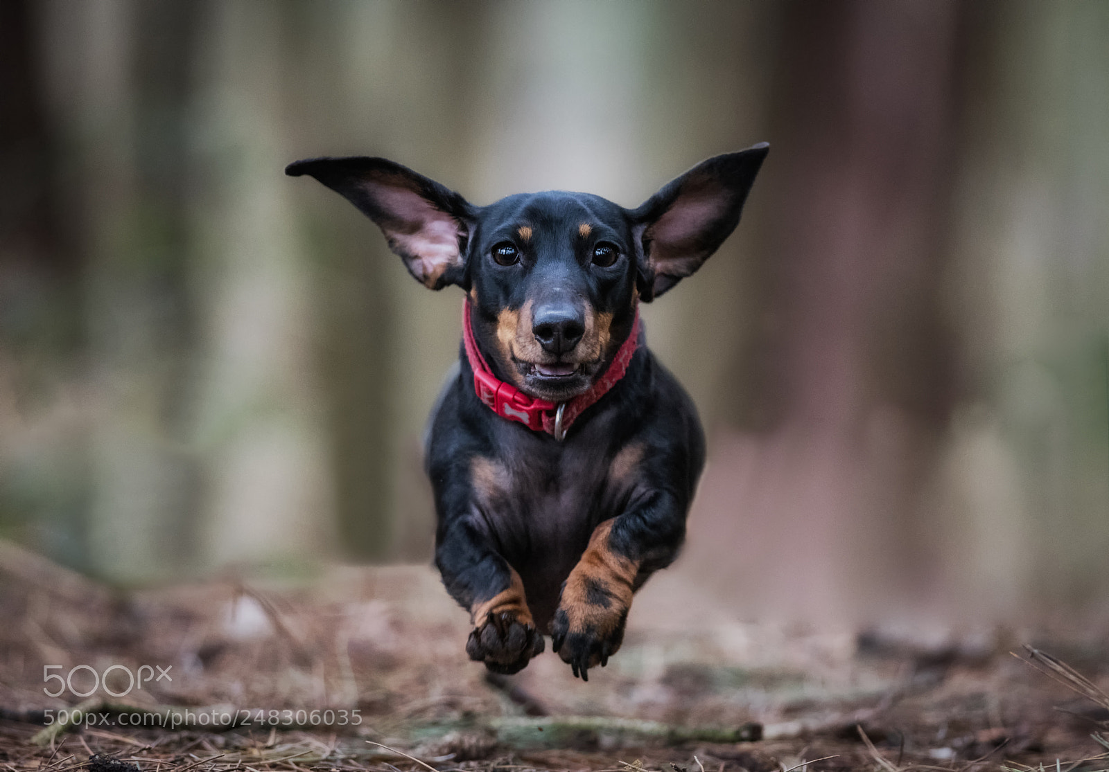 Nikon D850 sample photo. Poppy air photography