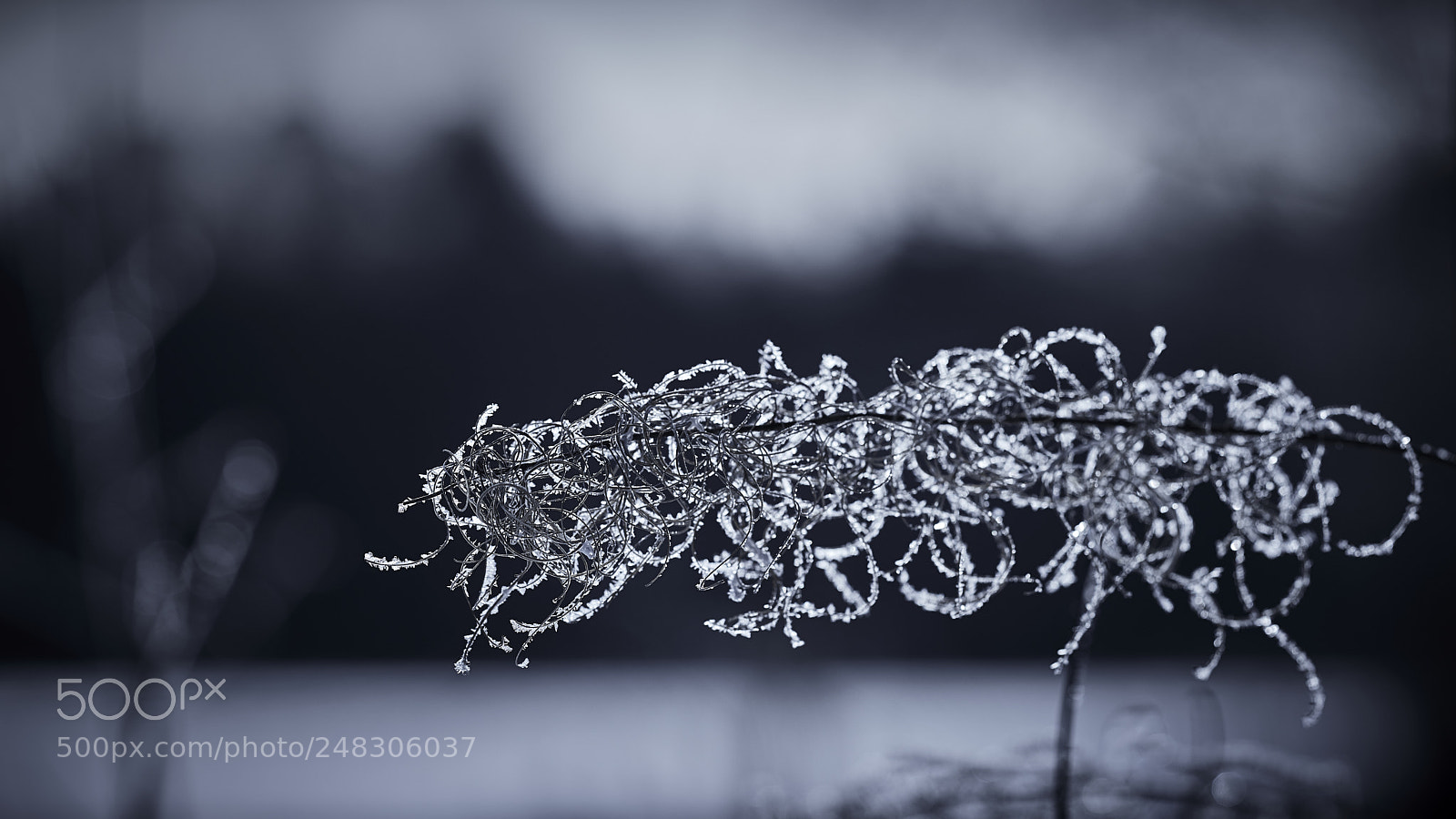 Nikon D800E sample photo. The impossible knot photography
